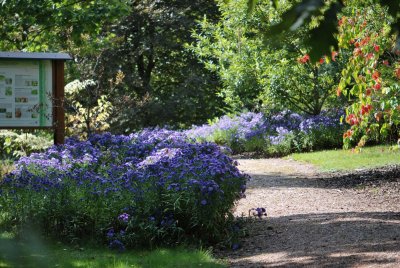 Aster dumosus - hvězdnice keříčkovitá 'Augenweide' záhon